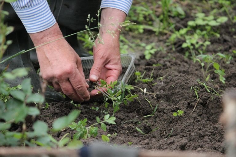 gardening health benefits