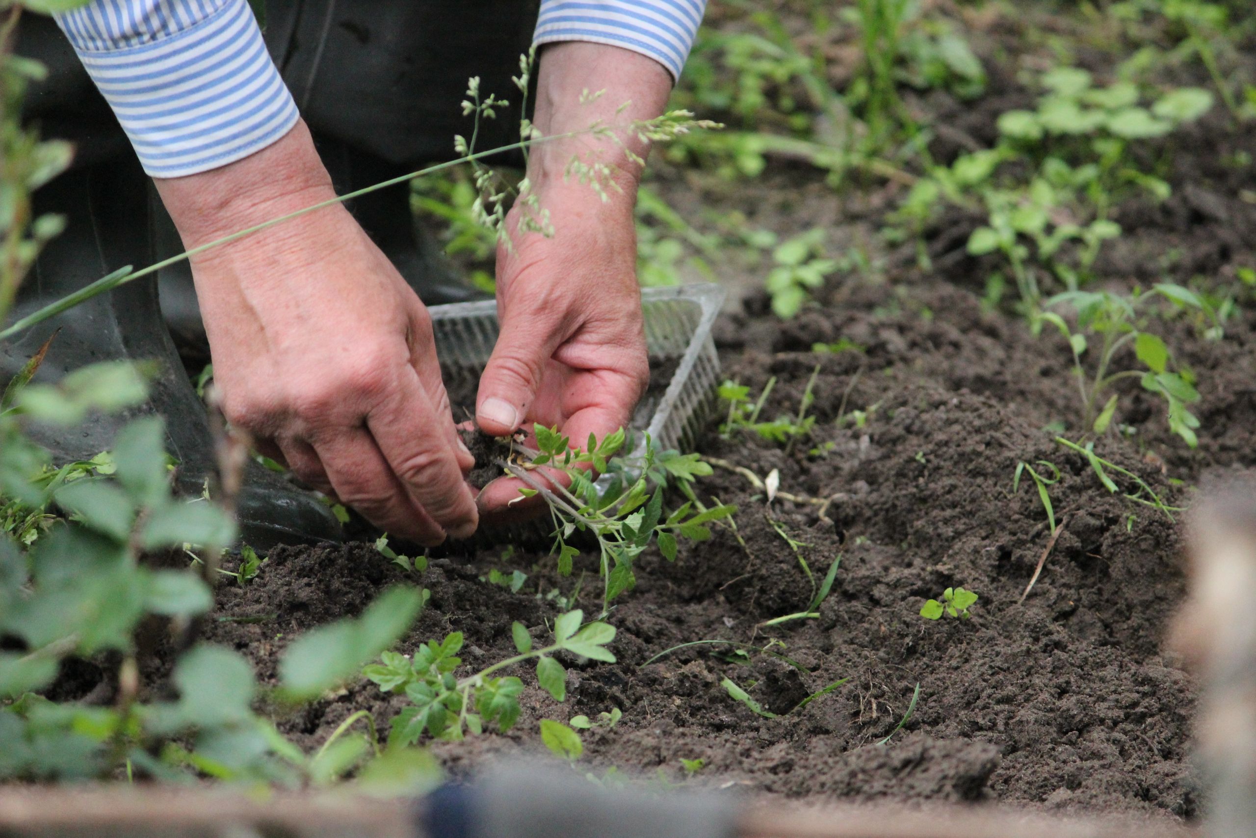 gardening health benefits